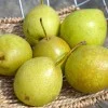 Apple Pear (Pyrus ussuriensis x Pyrus bretschneideri) TSU LI