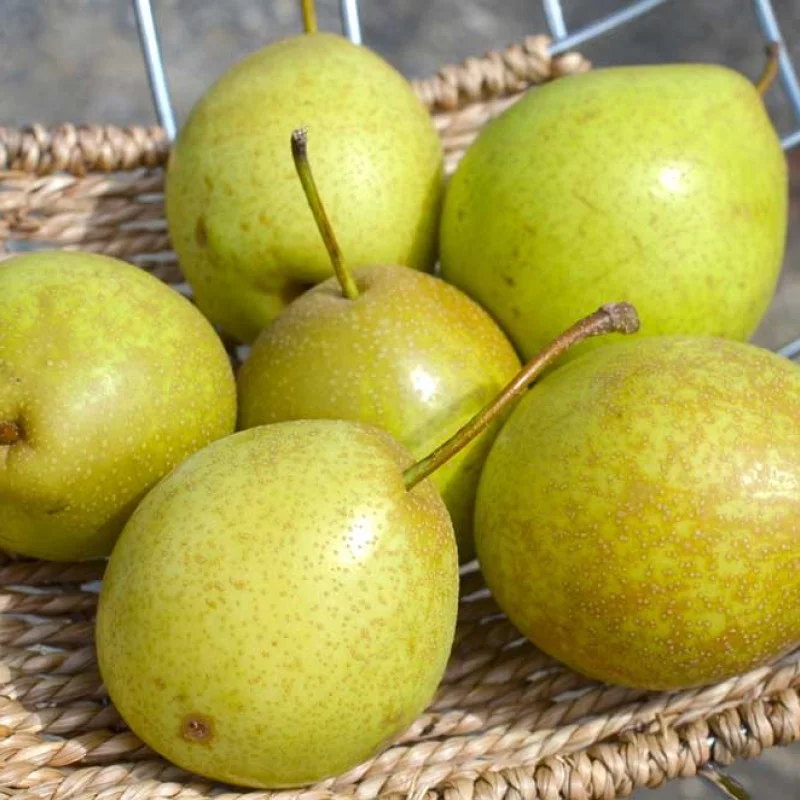 Apple Pear (Pyrus ussuriensis x Pyrus bretschneideri) TSU LI