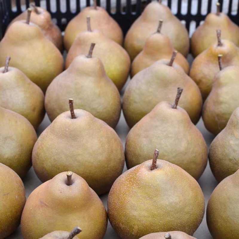 Pear UTA®