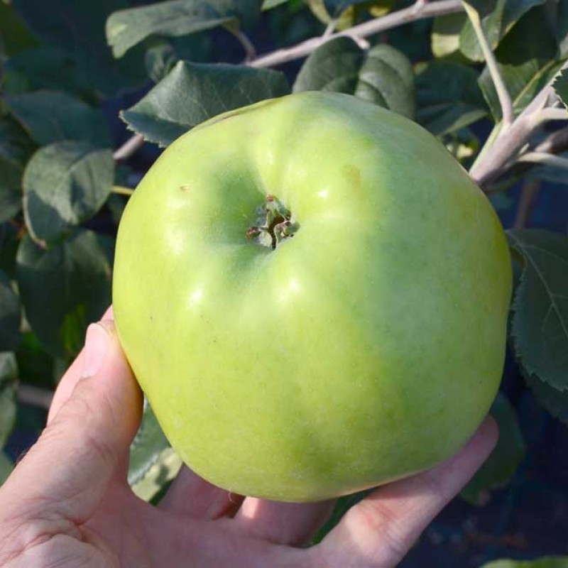 Jabloň (Malus domestica) ANTONOVKA