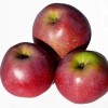 Jabloň (Malus domestica) APREĽSKOJE