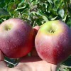 Jabloň (Malus domestica) APREĽSKOJE