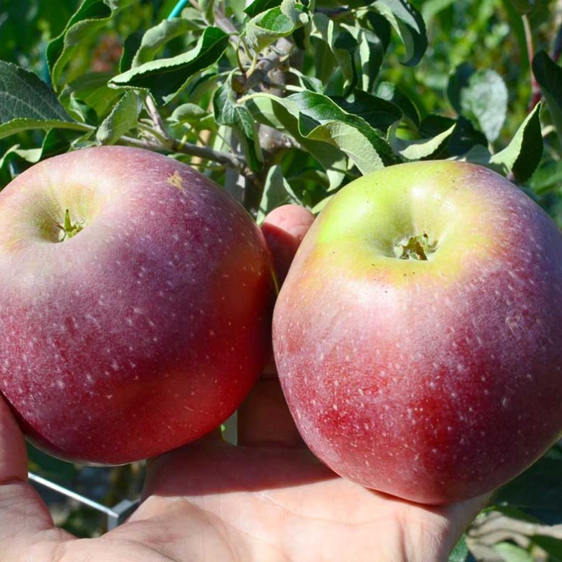 Jabloň (Malus domestica) APREĽSKOJE