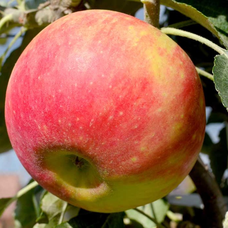 Jabloň stĺpová (Malus domestica) ARBAT