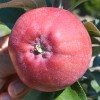 Jabloň stĺpová (Malus domestica) DŽIN