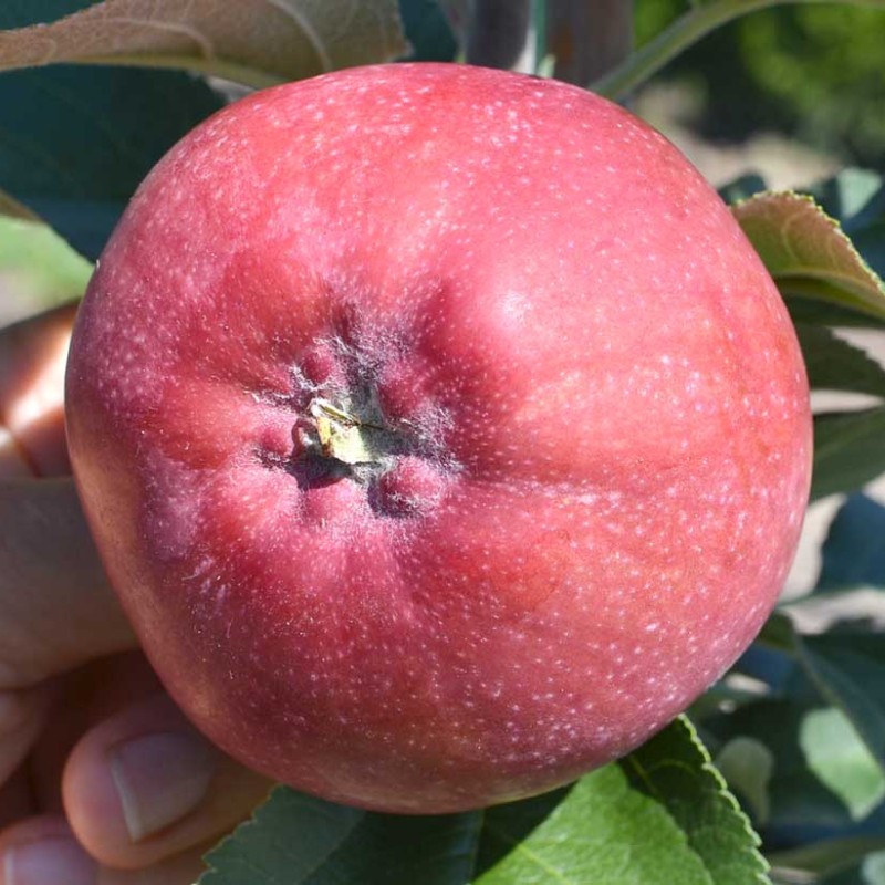 Jabloň stĺpová (Malus domestica) DŽIN