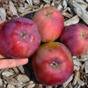 Jabloň stĺpová (Malus domestica) DŽIN