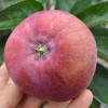 Jabloň stĺpová (Malus domestica) DŽIN