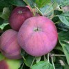 Jabloň stĺpová (Malus domestica) DŽIN