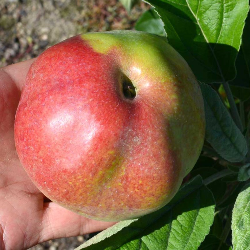 Jabloň stĺpová (Malus domestica) ELITA