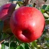 Apple (Malus domestica) HANFU