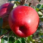 Apple trees