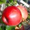 Apple (Malus domestica) HANFU
