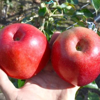 Apple (Malus domestica) HANFU
