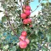 Apple (Malus domestica) HANFU
