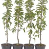 Jabloň stĺpová (Malus domestica) TRIUMF