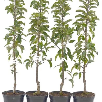 Säulenapfel (Malus domestica) VASJUGAN