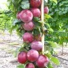 Columnar Apple (Malus domestica) VOSTORG