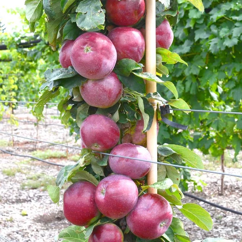 Columnar Apple (Malus domestica) VOSTORG