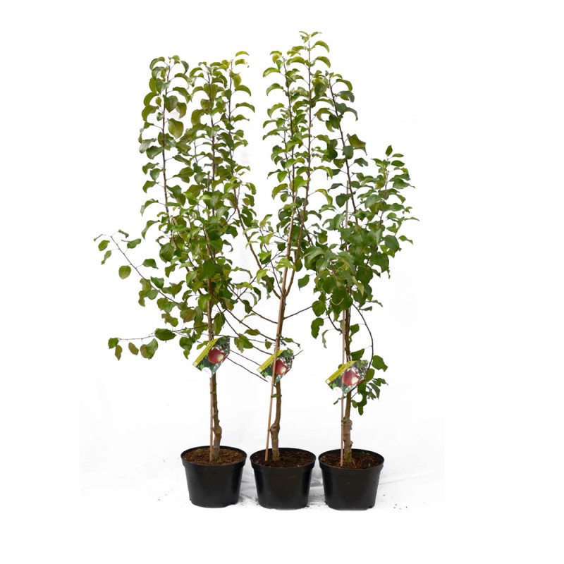 Jabloň (Malus domestica) RADOGOSŤ