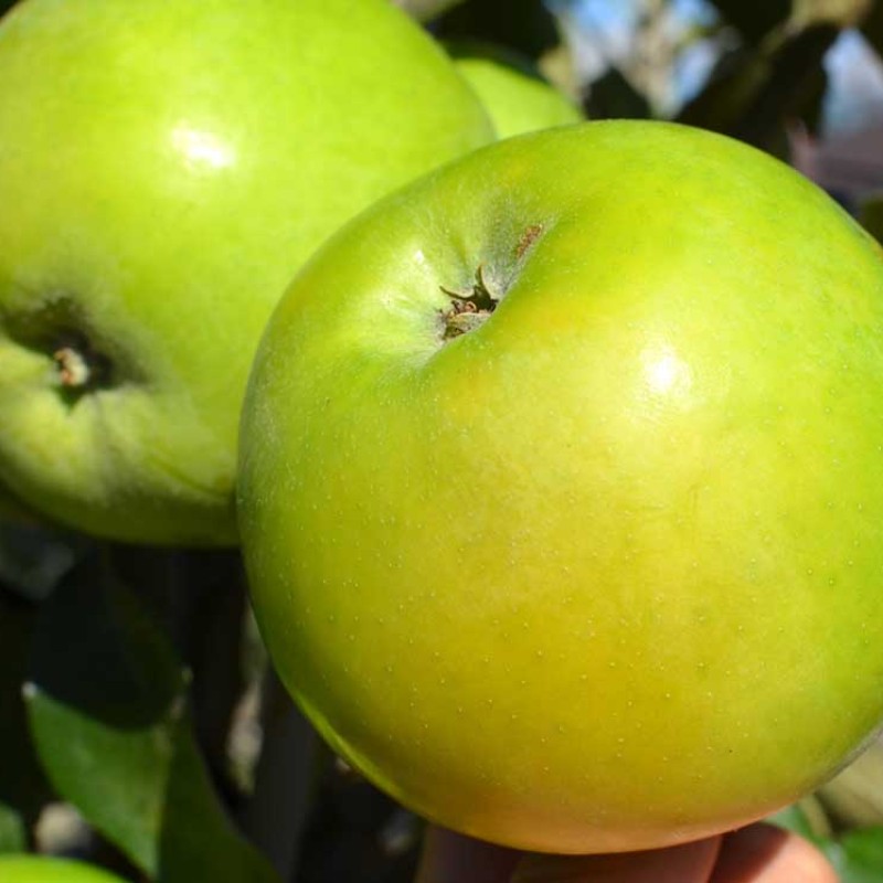 Jabloň stĺpová (Malus domestica) NATALIUŠKA