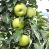 Jabloň stĺpová (Malus domestica) NATALIUŠKA
