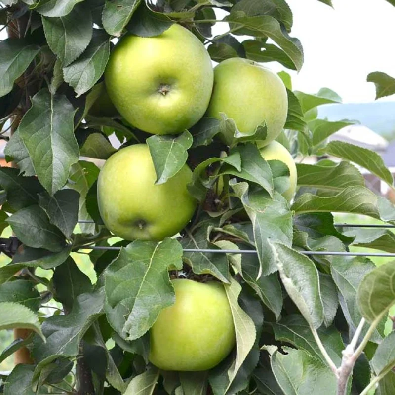 Säulenapfel (Malus domestica) NATALIUSCHKA