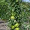 Jabloň stĺpová (Malus domestica) NATALIUŠKA