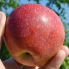 Jabloň (Malus domestica) REANDA®