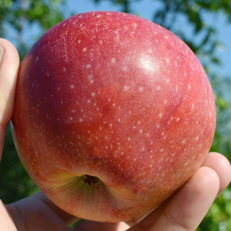 Jabloň (Malus domestica) REANDA®