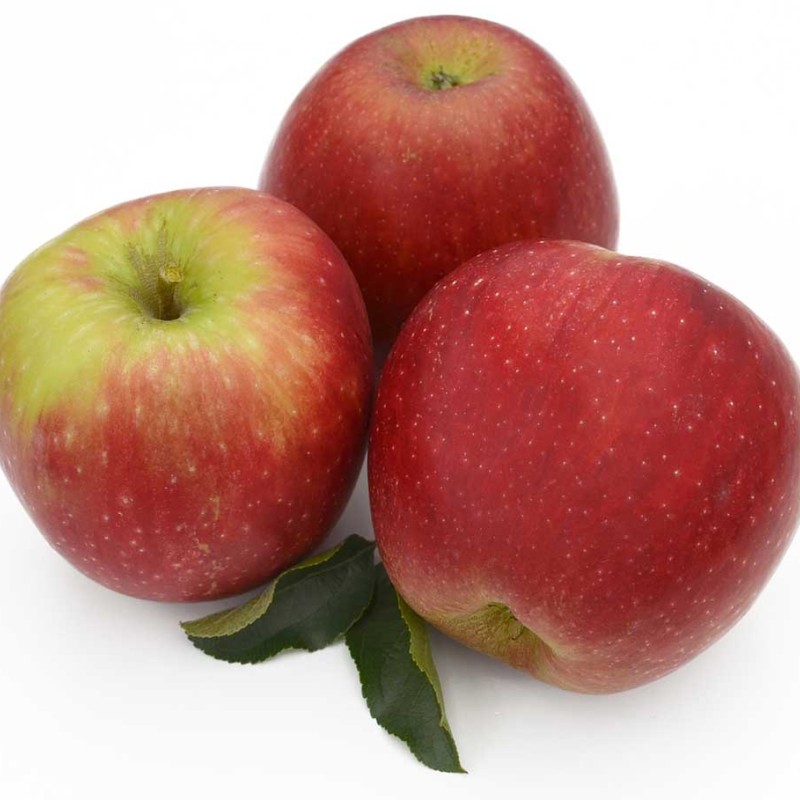 Jabloň (Malus domestica) REBELLA®