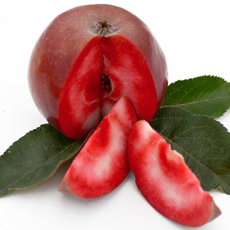 Jabloň (Malus domestica) RED DEVIL