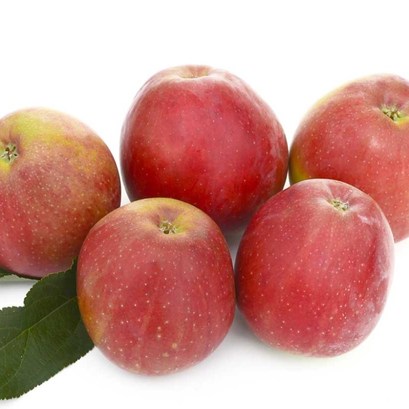 Jabloň (Malus domestica) RESI®