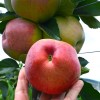 Apple (Malus domestica) TEREMOK