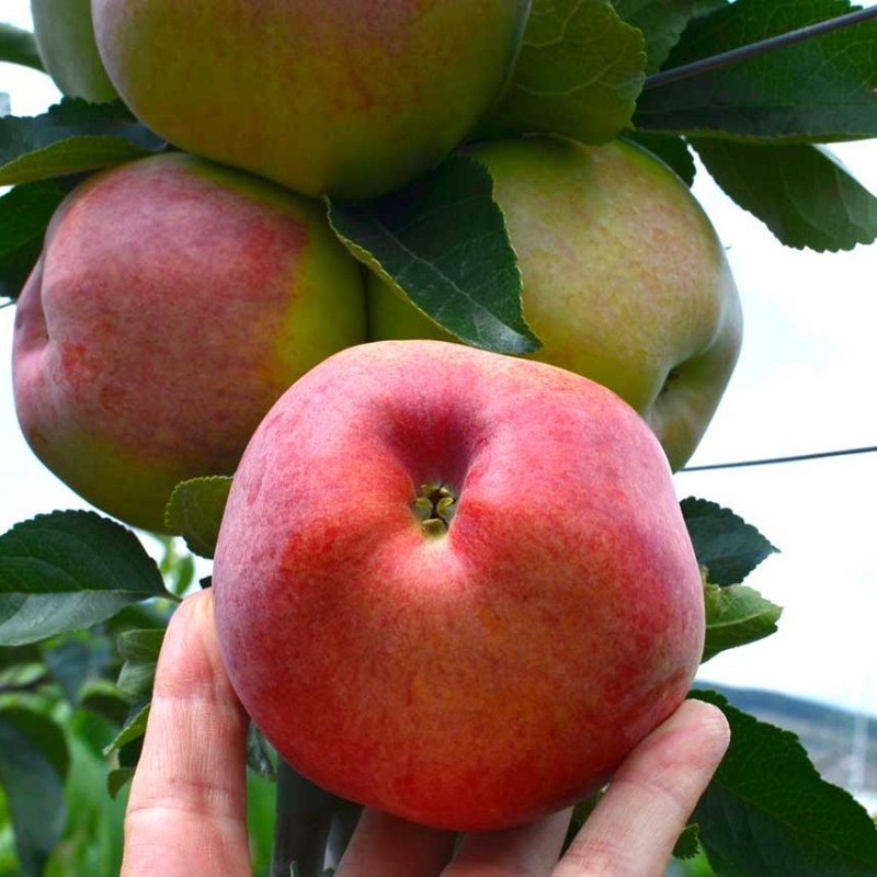 Apple (Malus domestica) TEREMOK