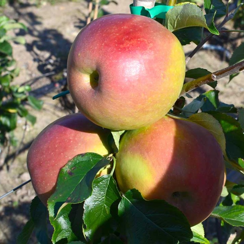 Apple (Malus domestica) VNUCHKA