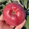 Columnar Apple (Malus domestica) VOSTORG