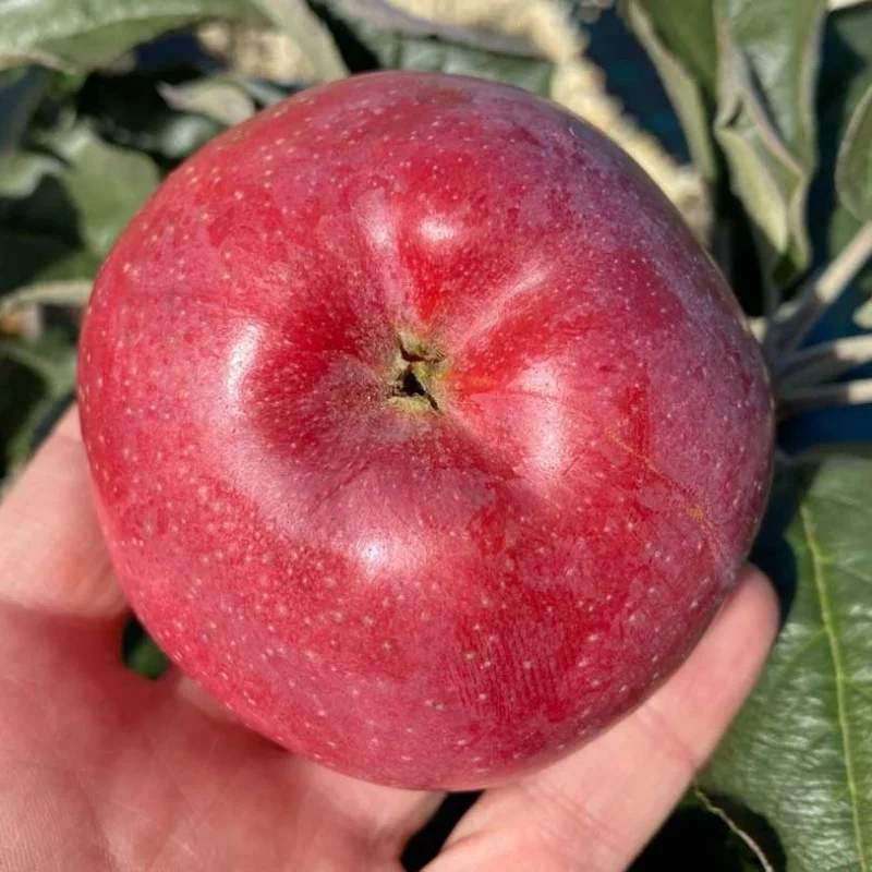 Columnar Apple (Malus domestica) VOSTORG