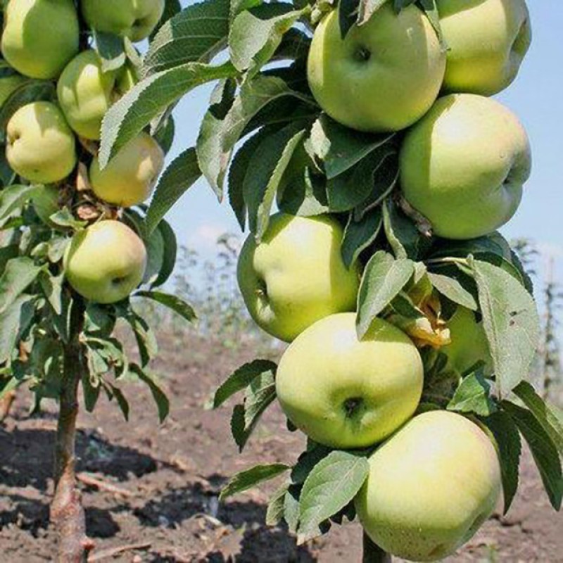 Jabloň stĺpová (Malus domestica) ZELENYJ ŠUM