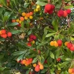 Erdbeerbaum