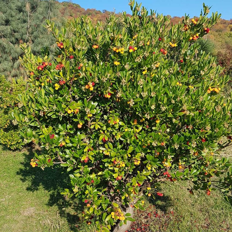 Jahodovec obyčajný (Arbutus unedo) COMPACTA