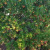 Jahodovec obyčajný (Arbutus unedo) COMPACTA