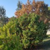 Jahodovec obyčajný (Arbutus unedo) COMPACTA