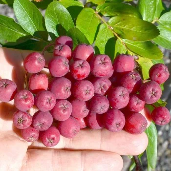 Eberesche (Sorbus aucuparia) ALAJA KRUPNAJA