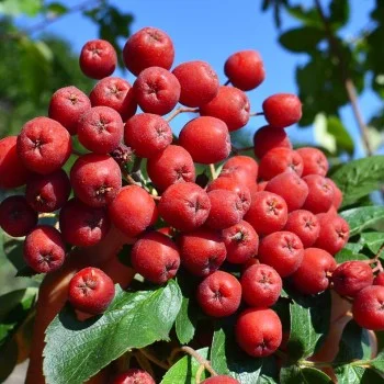 Eberesche (Sorbus aucuparia) KRASNAJA KRUPNAJA