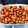 Jujuba - Čínske datle (Ziziphus jujuba) LANG