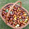 Jujuba - Čínske datle (Ziziphus jujuba) LANG