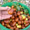 Jujuba - Čínske datle (Ziziphus jujuba) LANG