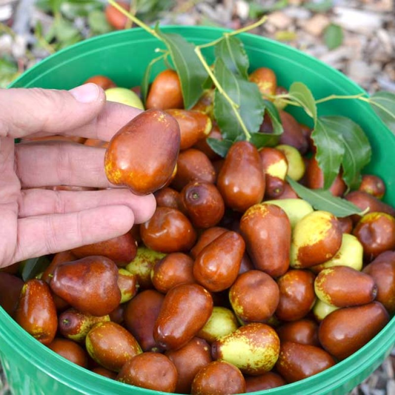 Jujuba - Čínske datle (Ziziphus jujuba) LANG