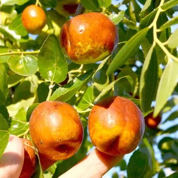 Jujuba - Chinesische Dattel (Ziziphus jujuba) LI